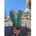 Футбольні  Бутси Nike Air Zoom Mercurial Vapor XVI Elite FG Ecipereichen 21